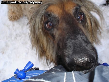 Afghanischer Windhund Bitte.bitte spiel mit mir!