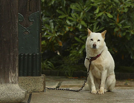 Ainu-Hund Ainu Hund bewacht Tempel in Japan
