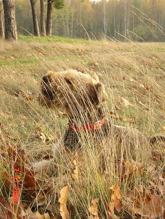 Airedale-Terrier ...Herbstwind...
