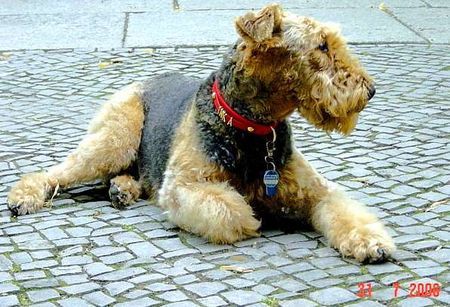 Airedale-Terrier Das von Gerd Siegel von Inka eingestellte Foto bitte ich herauszunehmen, da ich seit Sept. 2005 Besitzer von Inka bin.