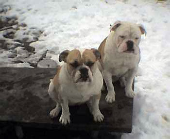 Alapaha Blue Blood Bulldog Scarlet and Baccus. Alapahas are great with other dogs as long as they are socialized with otherdogs as puppies 