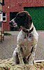 Altdänischer Vorstehhund Hündin Edda von Ludger Wensing aus Heek