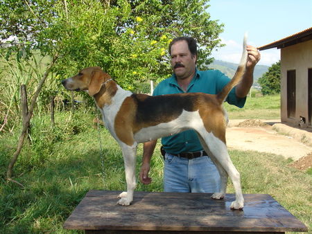 American Foxhound Canoa, American Foxhound do Brazil