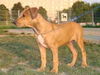 Amerikanischer Pit-Bullterrier Hund