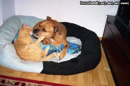 American Staffordshire Terrier Lea und Oskar