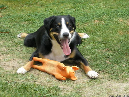 Appenzeller Sennenhund 2.Geburtstag von Nico(sein erster in Freiheit)