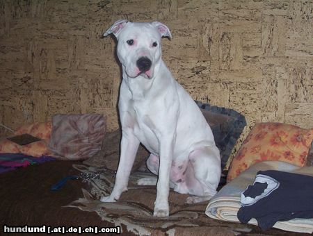 Dogo Argentino name:WALLACE alter:9 monate