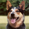 Australian Cattle Dog, (Australischer) Heeler, Blue Heeler, Hall's Heeler, Queensland-Heeler