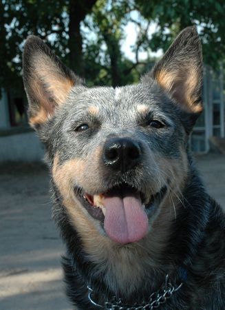 Australian Cattle Dog Hunde Foto 42398 Australian Cattle Dog Bluebird des Poenjaap
