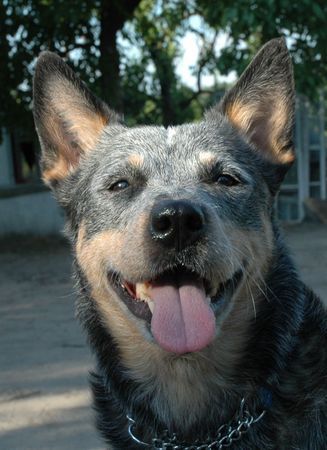 Australian Cattle Dog Bluebird des Poenjaap