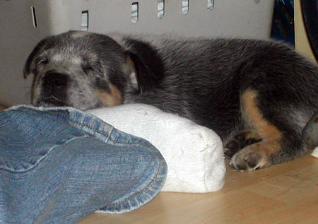 Australian Cattle Dog DUSTY`S NACHZUCHT JUNI 2006 AUSTRALIAN CATTLE DOGS ENCHANTMENT