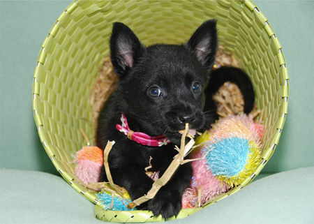 Australian Kelpie Dutch Dynamite Duchess Dusky, macht was Kelpie Welpen so machen....