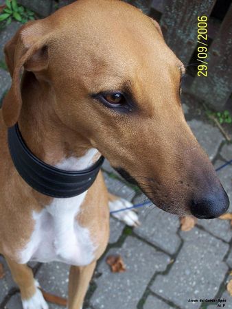 Azawakh Hunde Foto 34913 Azawakh Aioun Kopf