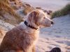 Balearen Laufhund Hund