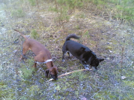Bayerischer Gebirgsschweisshund Hunde Foto 42597 Bayerischer Gebirgsschweisshund Geteilter Stock - ist doppelt Spass