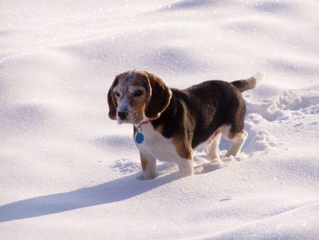 Beagle Benny unser Schnee(ge)stöber-Hund