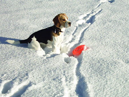 Beagle Schneefrisbee