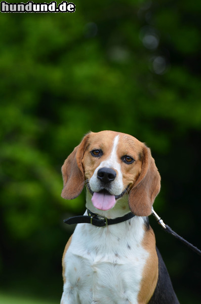 Beagle Beagle Portrait 
