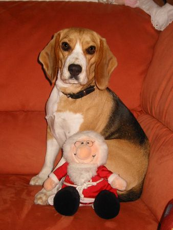Beagle Allen eine fröhliche Weihnacht
