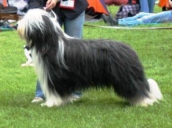 Bearded Collie Hunde Foto 41106 in höherer Auflösung ansehen Bearded Collie 3jähriger Beardie-Rüde, Multichampion, Superarbeitshund, Spitzendeckrüde, einmaliges Wesen - wie der Beardie sein soll
