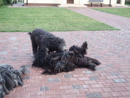 Bergamasker Hirtenhund Bergamasco