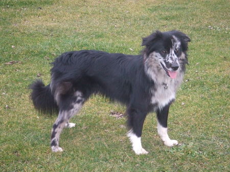Berger de Pyrénées Hunde Foto 40466 in höherer Auflösung ansehen Berger de Pyrénées Brad blue de la Vie Pastorale aus Österreich