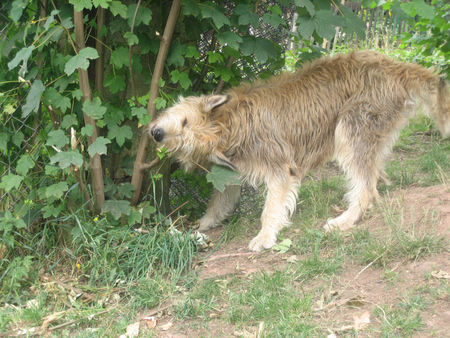 Berger Picard Hunde Foto 42512 in höherer Auflösung ansehen Berger Picard Picard