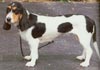 Berner Niederlaufhund Hund