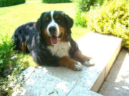 Berner Sennenhund Hunde Foto 42162 in höherer Auflösung ansehen Berner Sennenhund Am schönsten ist es zu Hause.........
