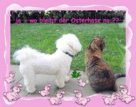 Bichon Frisé Hunde Foto 42413 Bichon Frisé superhund dana