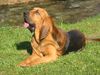 Bloodhound Hund
