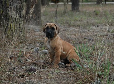 Boerboel Hunde Foto 40902 in höherer Auflösung ansehen Boerboel Veiligplek Achilles