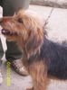 Bosnischer Rauhhaariger Laufhund Hund