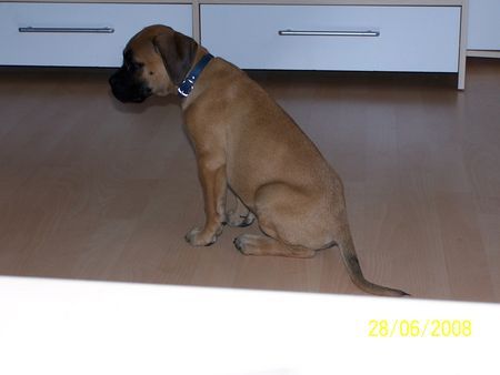 Boxer Hunde Foto 42421 Boxer Babsy10 Wochen