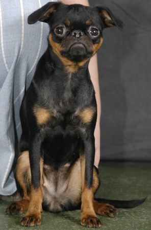 Brabancon Hunde Foto 42556 in höherer Auflösung ansehen Brabancon Lefyudi Bazilia (Kennel Imgosbull)