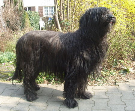 Briard Hunde Foto 41565 Briard shiva 15 jährig 03.07 verstorben. ich vermisse dich