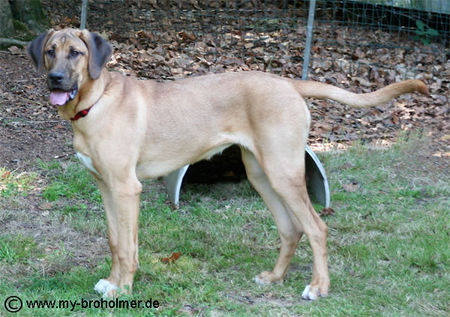 Broholmer Hunde Foto 32912 in höherer Auflösung ansehen Broholmer Freya im Alter von 7 Monaten