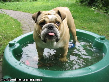 Bulldog Evil Big Jim in seinem Pool !!!