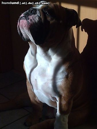 Bulldog Tyson 