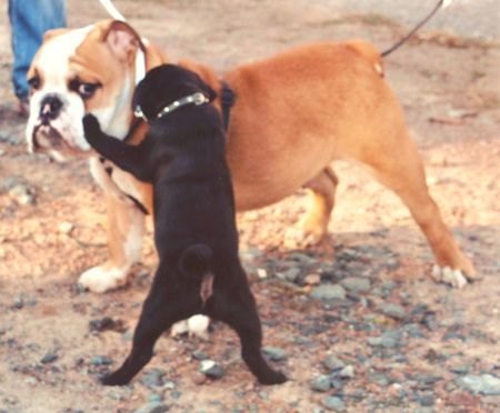 Bulldog Hunde Foto 42622 Bulldog Ich bin nicht dein Papa!