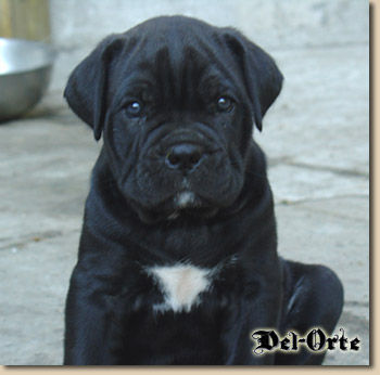 Cane Corso Puppy from Del-Orte kennel