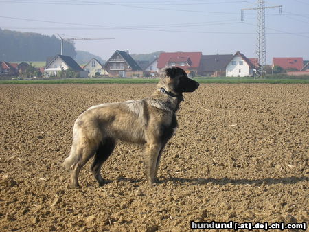 Cao da Serra da Estrela Hunde Foto 25983 Cao da Serra da Estrela Laika mit 15 Monaten