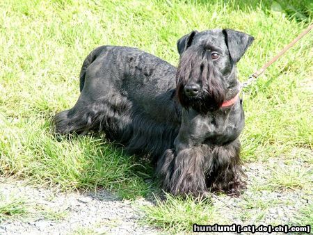 Ceský Terrier Doriana MELINA BOHEMICA