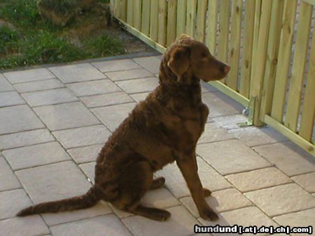 Chesapeake Bay Retriever Chessie mit 5 Monaten