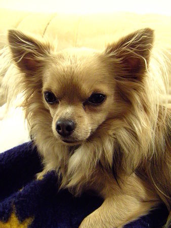 Chihuahua langhaariger Schlag Armani, 1,5 Jahre