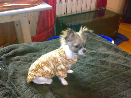 Chihuahua langhaariger Schlag Lucy Lu