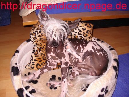 Chinesischer Schopfhund Hairless-Schlag