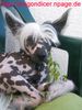 Chinesischer Schopfhund Hairless-Schlag Hund