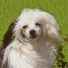 Chinesischer Schopfhund Powderpuff-Schlag, Chinese Crested Dog
