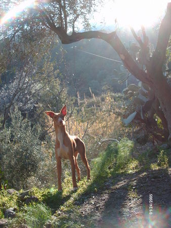 Cirneco dell´ Etna Icaro